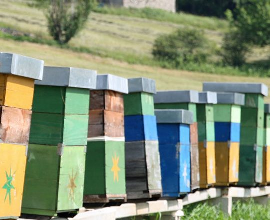 Bee Boxes