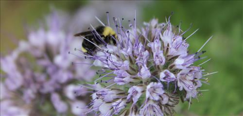 bees on phacelia