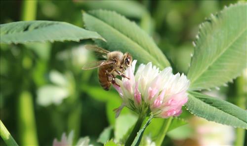 fixation pollinator