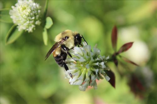 pollinators on frosty berseem