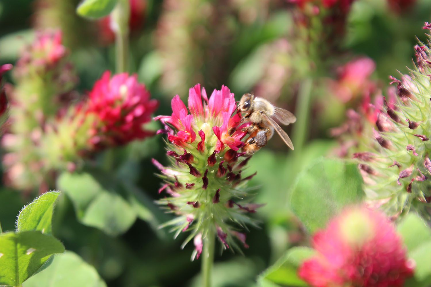 kentucky ky pride pollinator